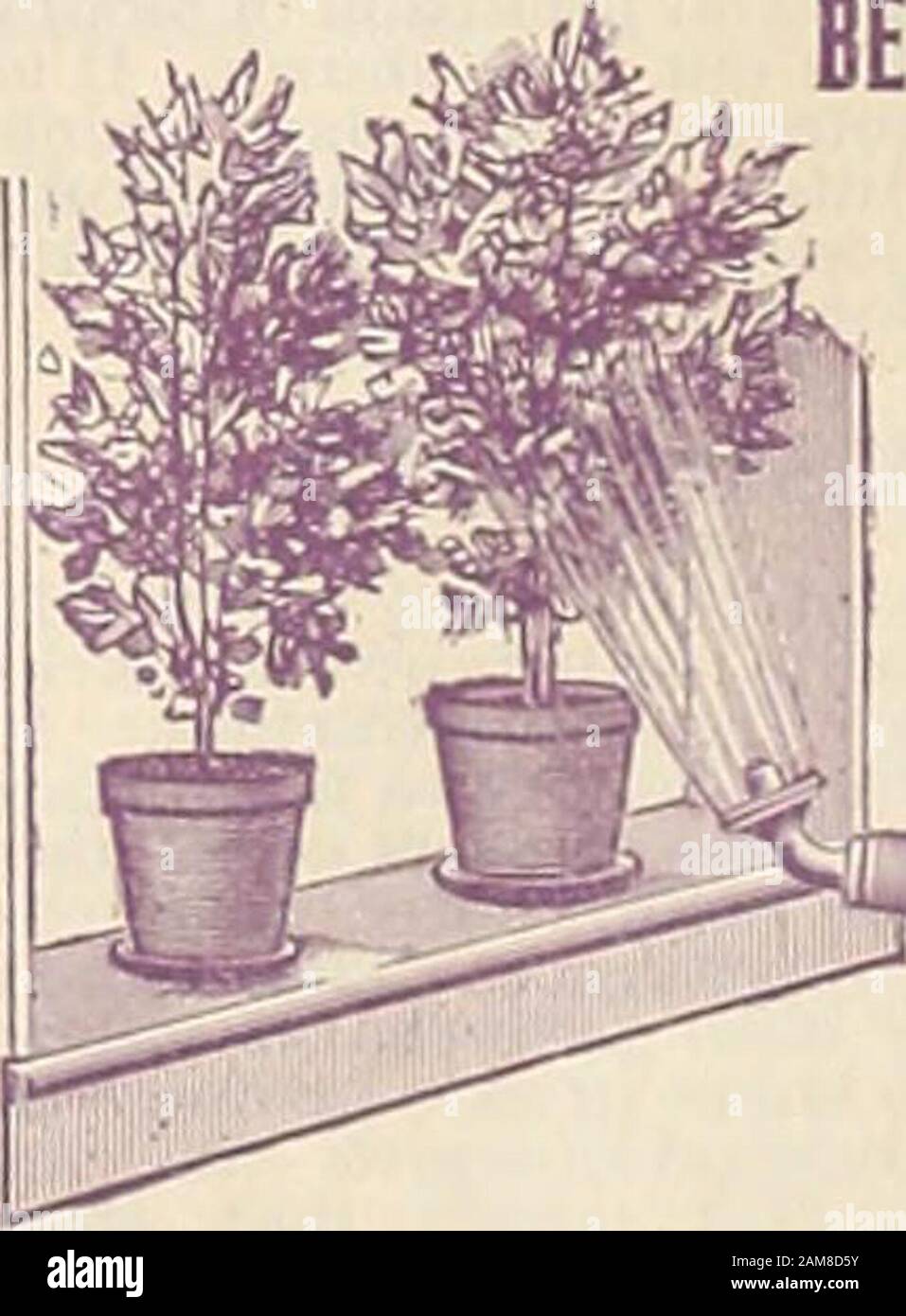 Childs seltene Blumen, Gemüse und Obst für das Jahr 1895. OSL^ai^ter Hope. Wir importieren dieses wertvolle Hone aus Schottland. Es ist der feinste Stein, den wir zum Schärfen von Messern, Rasierern und anderen Werkzeugen kennen. Preis, nachbezahlt, je 25c.. Stockfoto