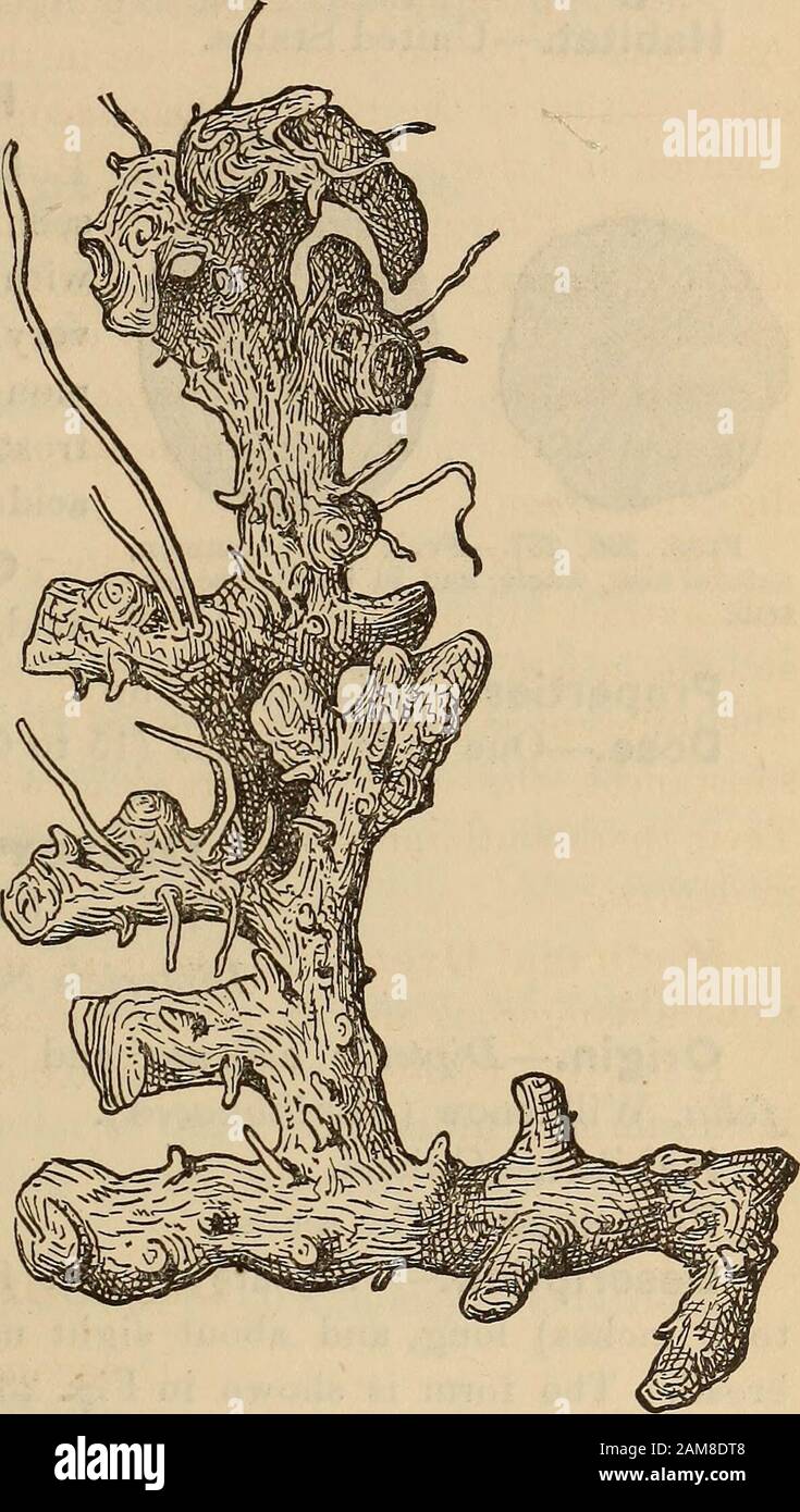 Ein Begleiter der Pharmakopie der Vereinigten Staaten; . RE, von DEN VEREINIGTEN STAATEN von Amerika PHARMACOPCEIA bezogen. 409 Dioscorea villosa mit pubescent-Blättern und ein weiteres von Dioscorea vil-losa (var. Glabra) mit glabren Blättern. Ersteres ist das einzige auf dem Markt gefundene Medikament, während es sich bei letzterem um das Medikament handelt, das ursprünglich von Eklektizärzten eingeführt wurde, und das einzige echte Medikament, das die Eigenschaften aufweist, für die das wilde Yam geschätzt wird. Inhaltsstoffe.-Ein Akridharz ist angeblich im Medikament enthalten. Medizinische Anwendung.-Es wird gesagt, dass es sich fast um eine spezifische Unbiliose Kolik handelt, Cholera morbuswith Krämpfen, spasmo Stockfoto