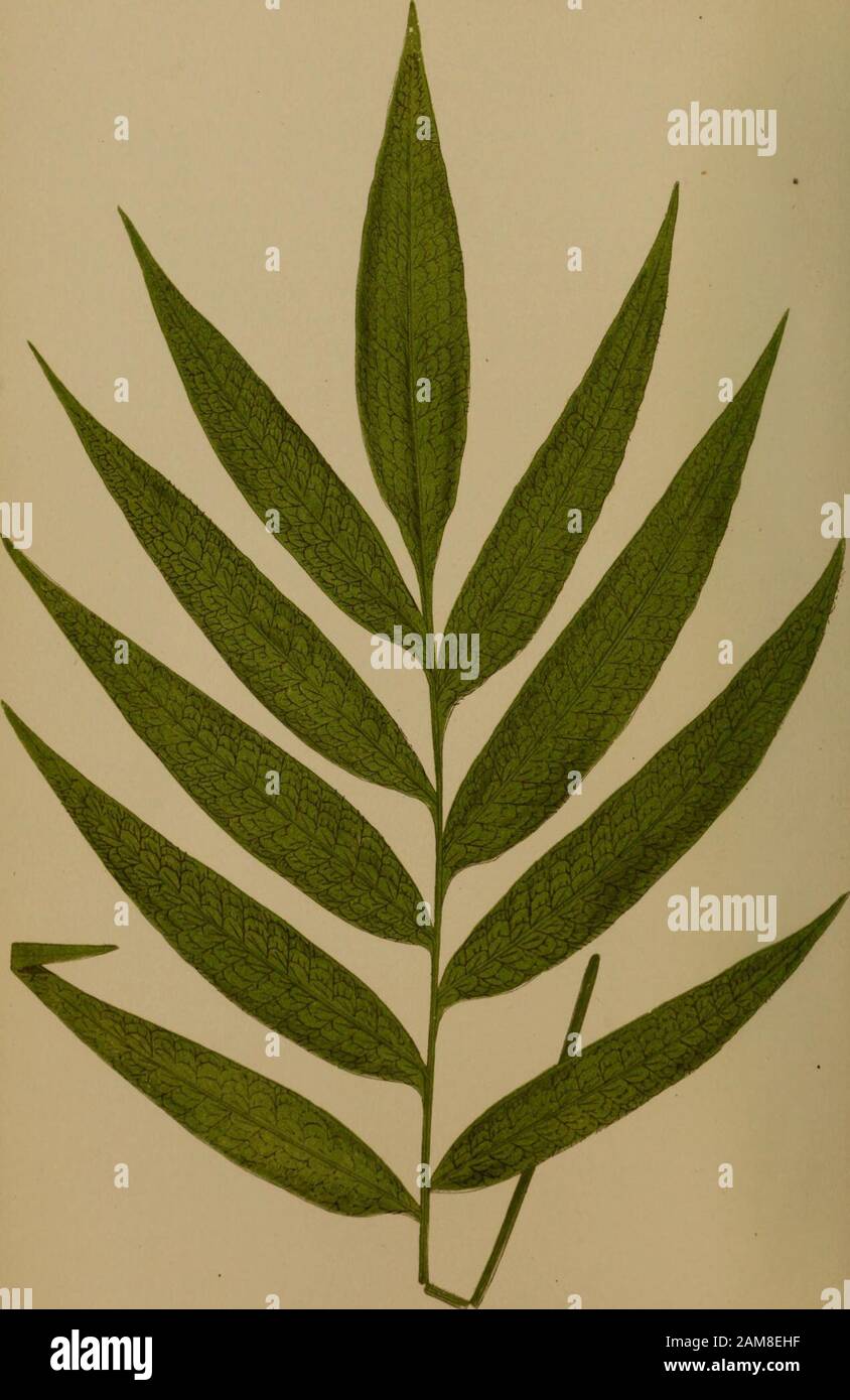 Farne: Britisch und exotisch. . hat nur sehr wenige Rivalen in Eleganz der Gewohnheit, in der Tat bin ich vorsichtig, dass es bisher in irgendeinen anderen Garten außer dem in Kew eingeführt wurde. Eine immergrüne Herdart. Gebürtig aus den Inseln Philippinen und Singapur. Schlanke hängende Wedel, die in einem Schleudergrad pubesttig sind; die Form des frond lanzettlich-acuminaten; die Form der Pinnae länglich-acuminat, unduliert, leicht serrate, baseriert und mit den Rakis artikuliert. Sori uniserial, tief eingetaucht und bildet erhöhte protuberanceson die obere Oberfläche der Frond. B POLYPAUIUM VERRUCOSUM. Len Stockfoto