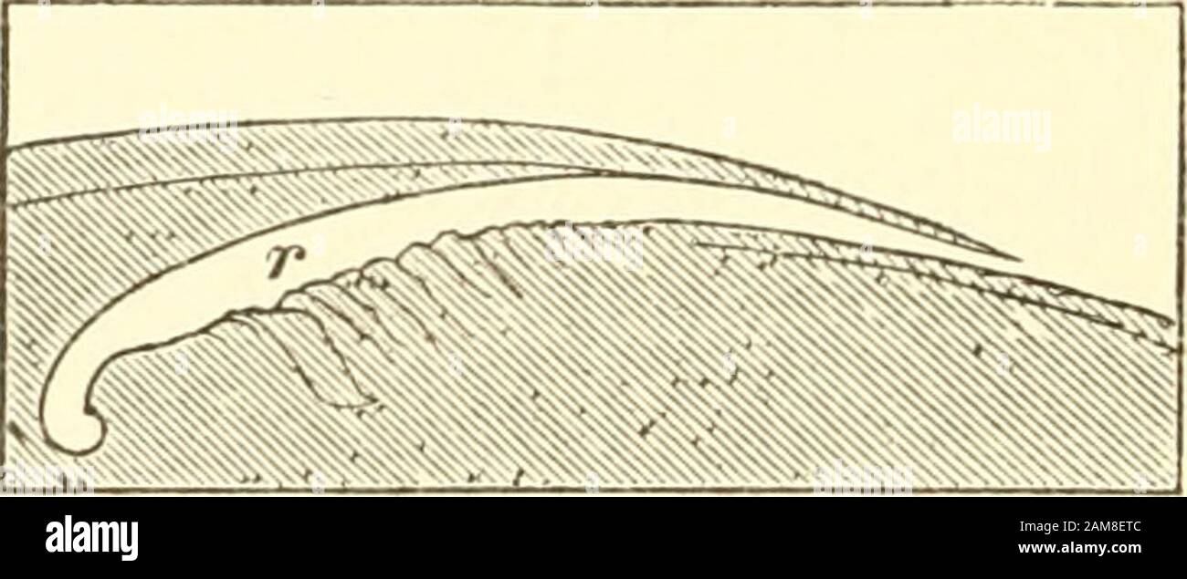 Ameisen, Bienen und Wespen: Eine Aufzeichnung von Beobachtungen zu den Gewohnheiten der sozialen Hymenoptera . S. 366. * Thieretimmen, S. 132. 230 STRMULATING-GERÄT wir sind der Ansicht, dass die Reibung des Kragens gegen den Themesothorax auch dabei helfen kann. Unter diesen Umständen fragte Landois himselfob andere mit Mutilla verbündete Genera möglicherweise kein ähnliches Organ besitzen und auch die Macht des produkierenden Klangs haben. Er untersuchte zunächst die Gattung Ponera, die in der Struktur ihres Abdomens Mutilla fast resem-bles, und hier fand er auch einen vollständig entwickelnden Strippelapparat. Er wandte sich dann an den TR Stockfoto