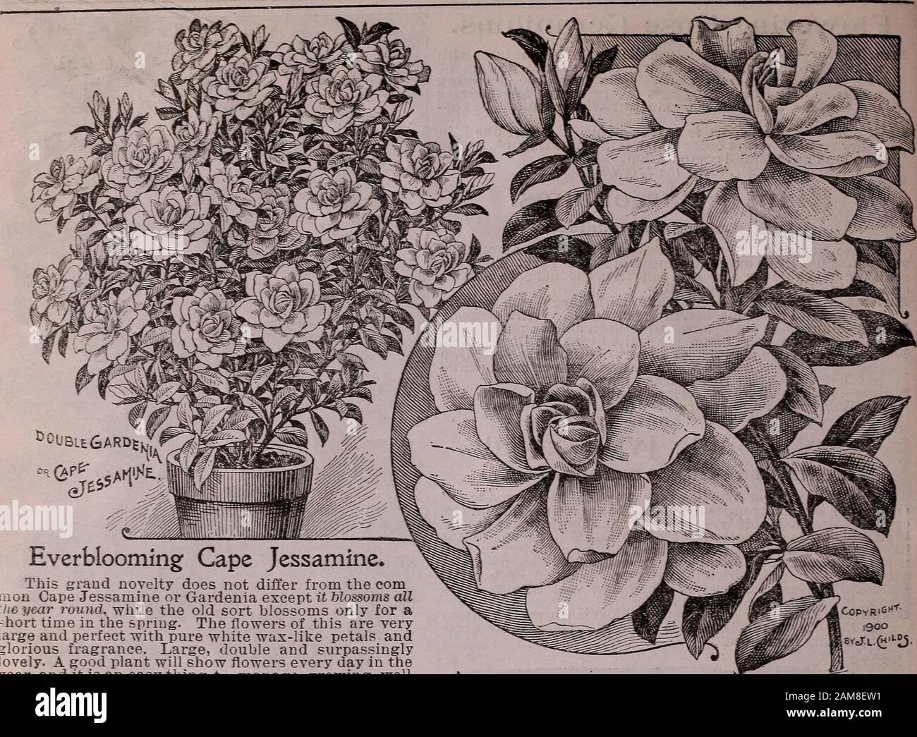 Childs Kombinationskatalog für das Jahr 1910: Blumensamen Gemüsesamen Sommerhirnen Hartbirnen und Pflanzen beherbergen Pflanzen Sträucher neue Früchte und holländische oder vollständige Birnen. Yery florious. Ein extra feiner Topf Ger-anium, bedeckt mit großen Trussen von Schneeweißblumen, die verv doppelt und perfekt sind - Gewohnheit, kurzverbunden und buschig. Feinstes Weiß, BrilliancyâLight Scharlach. Stark, robust und groß - je 20 c; 3 für 50 c; 7 für 1,00 USD. Seltene Doable Sortierungen. Double John I,ewis ChildsâThis Splendid Novel-TY ist eine Doppelform der berühmten Single Spot-ted Variety gleichen Namens. Die Pflanze isa kräftig züchter und Stockfoto