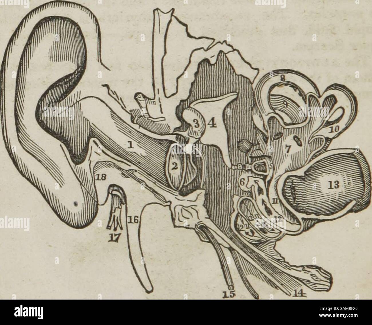 Anatomie und Physiologie: Entwickelt für Akademien und Familien . in zwei Zweige, von denen einer in die Unterhemde und die halbrunden Kanäle (12) und der andere in die Cochlea (lo) verteilt ist.8, Thesixth-Nervenpaar. 9, Dem Nervus facialis des siebten Paares. 10, Das vierte Paar.11, Das fünfte Paar. Wie ist das Innere der Cochlea geteilt? Mit welchem ist das internalJceo das knöcherne Labyrinth ausgekleidet? Was vom tnembr^ou.labyrinth gesagt wird. Woher stammen die vestibulären und cochleären Nerven von Whatdo Abb. 198? 288 ANATOMIE UND PHYSIOLOGIE. Die beiden Äste des Hörnervs treten ein Stockfoto