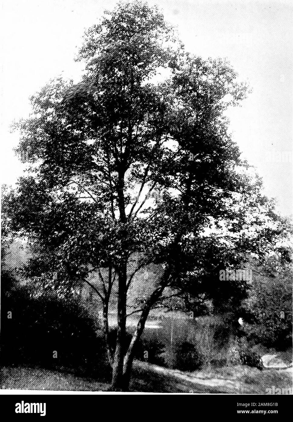 Bäume und Sträucher des Central Park .. Wenn Sie diesem linken Abzweig der Gabelung folgen, wo er auf den Walk by the Drive trifft, werden Sie, über die Felsen hinweg, auf der rechten Seite, in der Nähe der Kreuzung, in entzückender Abkehr, große Massen an thebrisantem Heuschrecken, Was Sie nicht schwer wissen werden, wenn Sie von seinen sehr entsetzlichen Zweigen wissen. Die Büsche tragen hübsche rosafarbene Blumen im Juni, und die Frucht, die sie verküßt, lebt dem Namen bestechlich. Kehren wir nun zur Honigheuschrecke zurück, die, wie oben gesagt, genau im nördlichen Winkel der Gabel steht, die wir gerade in Betracht gezogen haben, und lassen Sie es uns fallen Stockfoto