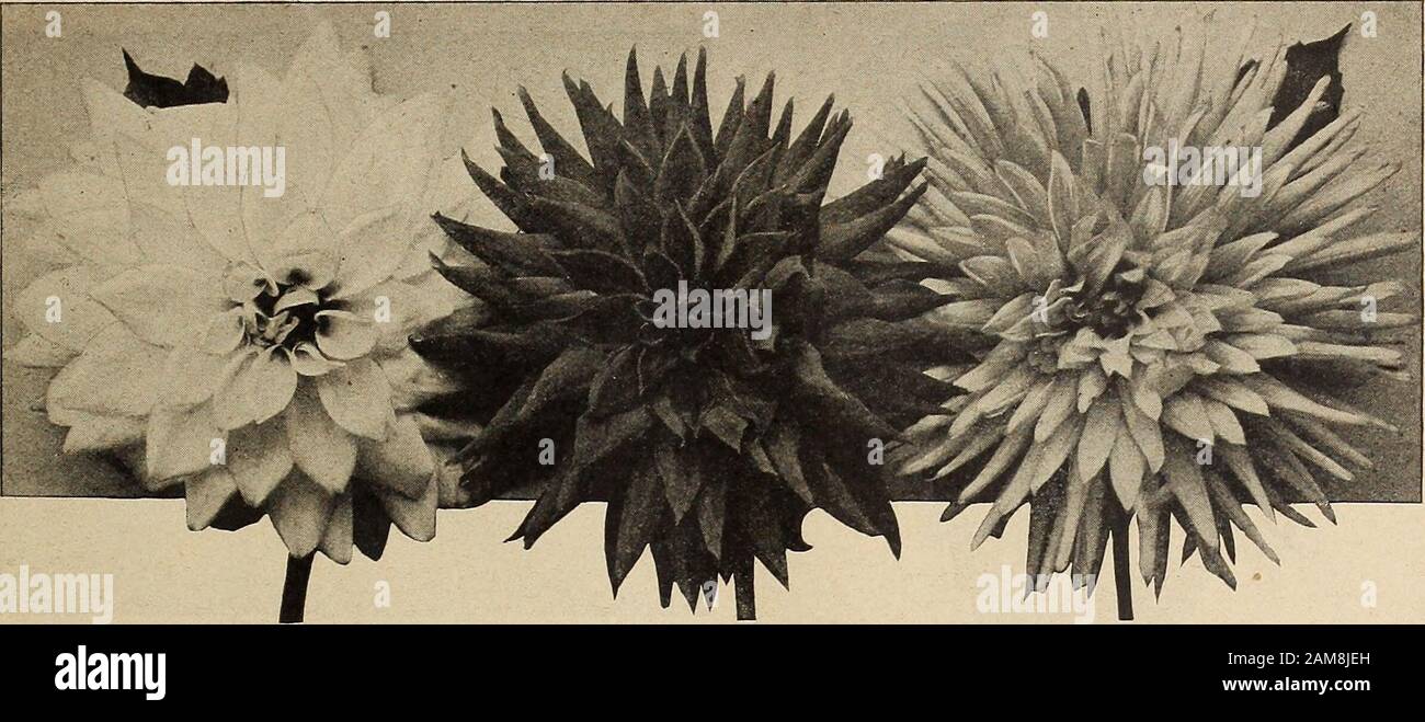 Dreer's Großhandelsliste: Blumensamen für Floristen Pflanzen für Floristen Blumenzwiebeln für Floristen Gemüsesamen Dünger, Fungizide, Insektizide, Anbaugeräte usw. Goldene Krone. Kaktus Golden Gate. Kaktus Goldland. Kaktus Gretcben Heine. Pompon Gulllaume de St. Victor. Dekorativ . Hampton Court. Peony Hazel Helter. Jahrhundert Hoffenung. Kaktus Hortulanus Budde. Pony. . . Hortulanus Flet. Dekorativer Hortulanus Wltte. Dekorativ . . Zöllig. Anzeigen . Indischer Chef. Pompon Jack. Century Jack Rose. Dekorative Jeanne Cbarmet. Dekorativ . . John Wanamaker. Peony Kallf. Kaktus Klelne Domltea. Prunk Stockfoto