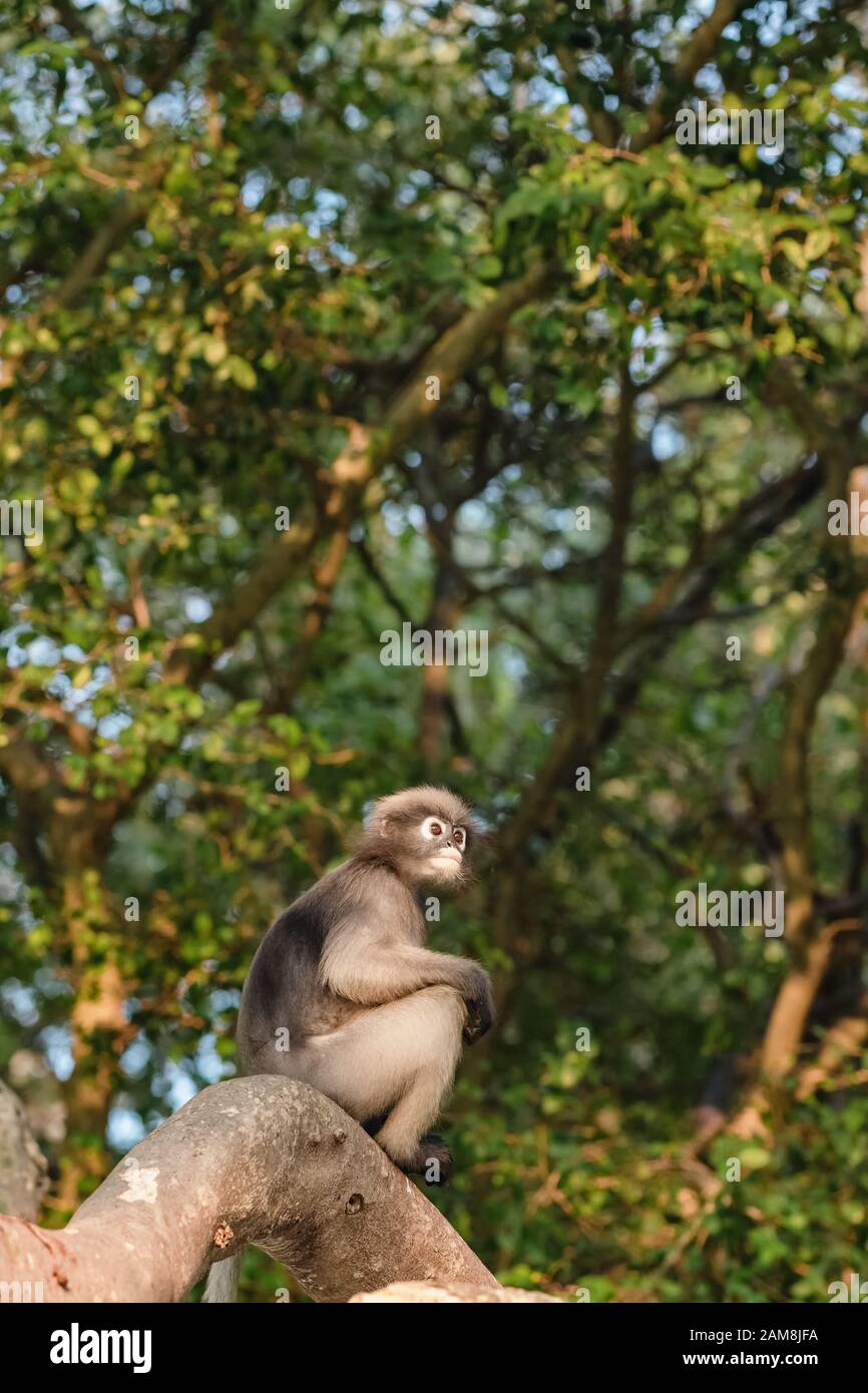 Duskiger Blattaffe, der auf einem Ast sitzt Stockfoto