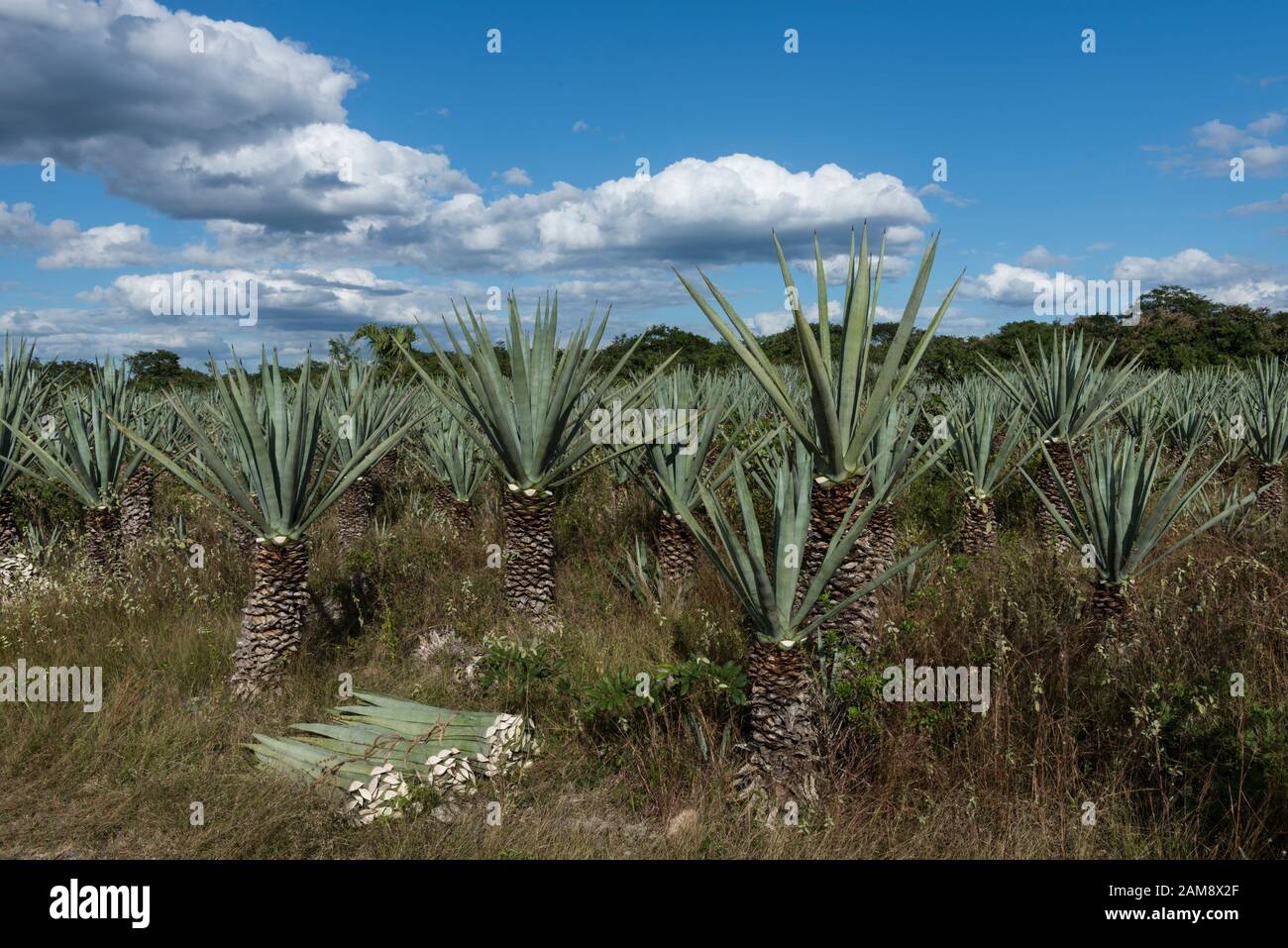 Agave Sisal Plantation, Yucatan, Mexiko Stockfoto