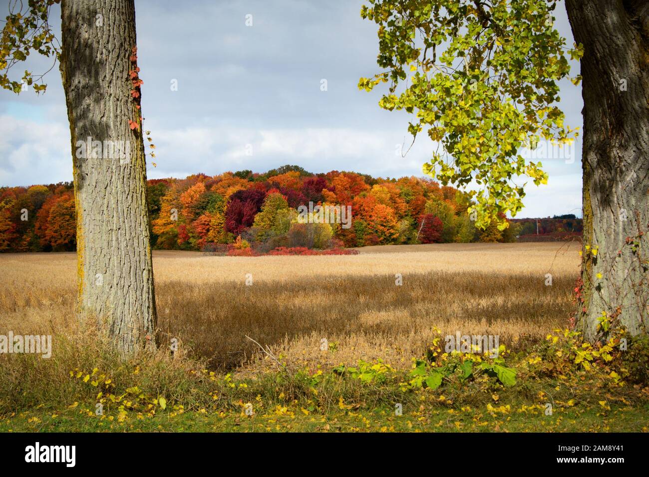 Herbstfarben in Quebec Canada Stockfoto