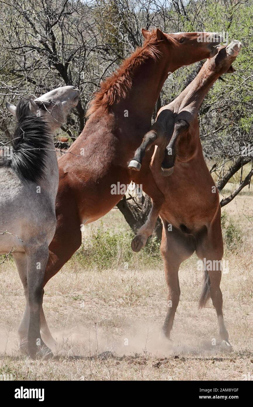 Wilde Pferde kämpfen, um ihr Territorium in der Wüste von Arizona zu schützen. Stockfoto