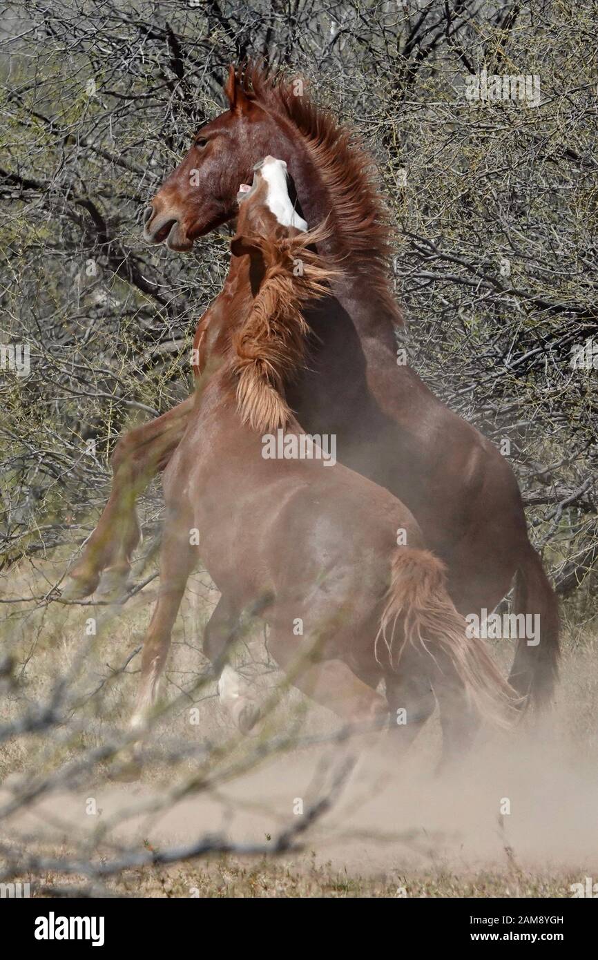 Wilde Pferde kämpfen, um ihr Territorium in der Wüste von Arizona zu schützen. Stockfoto