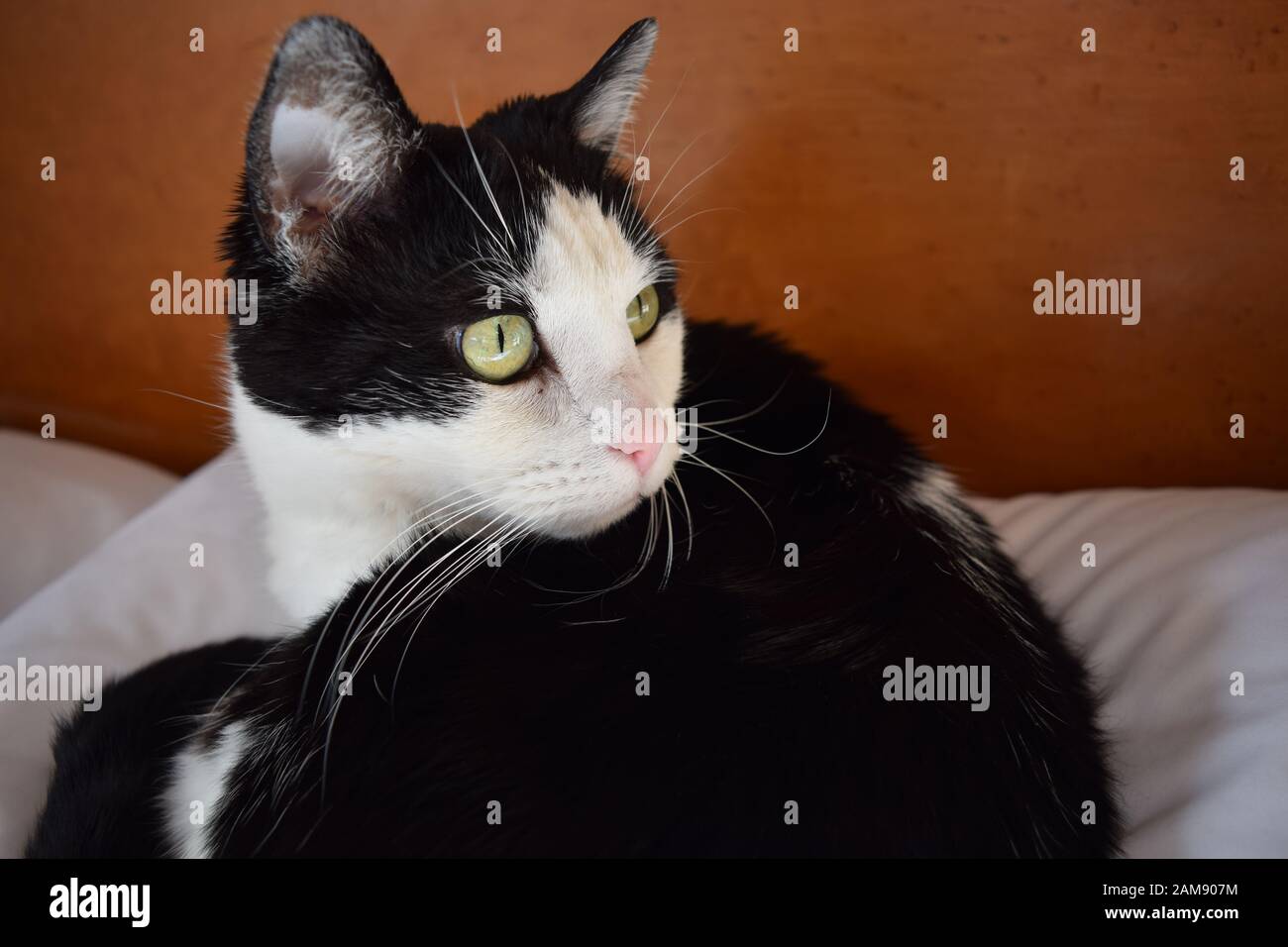 Nahaufnahme einer schwarz-weißen Tuxedo-Katze, die in die Ferne starrte, während sie sich verschmitzt auf dem Kissen lag, das sie behauptete. Stockfoto