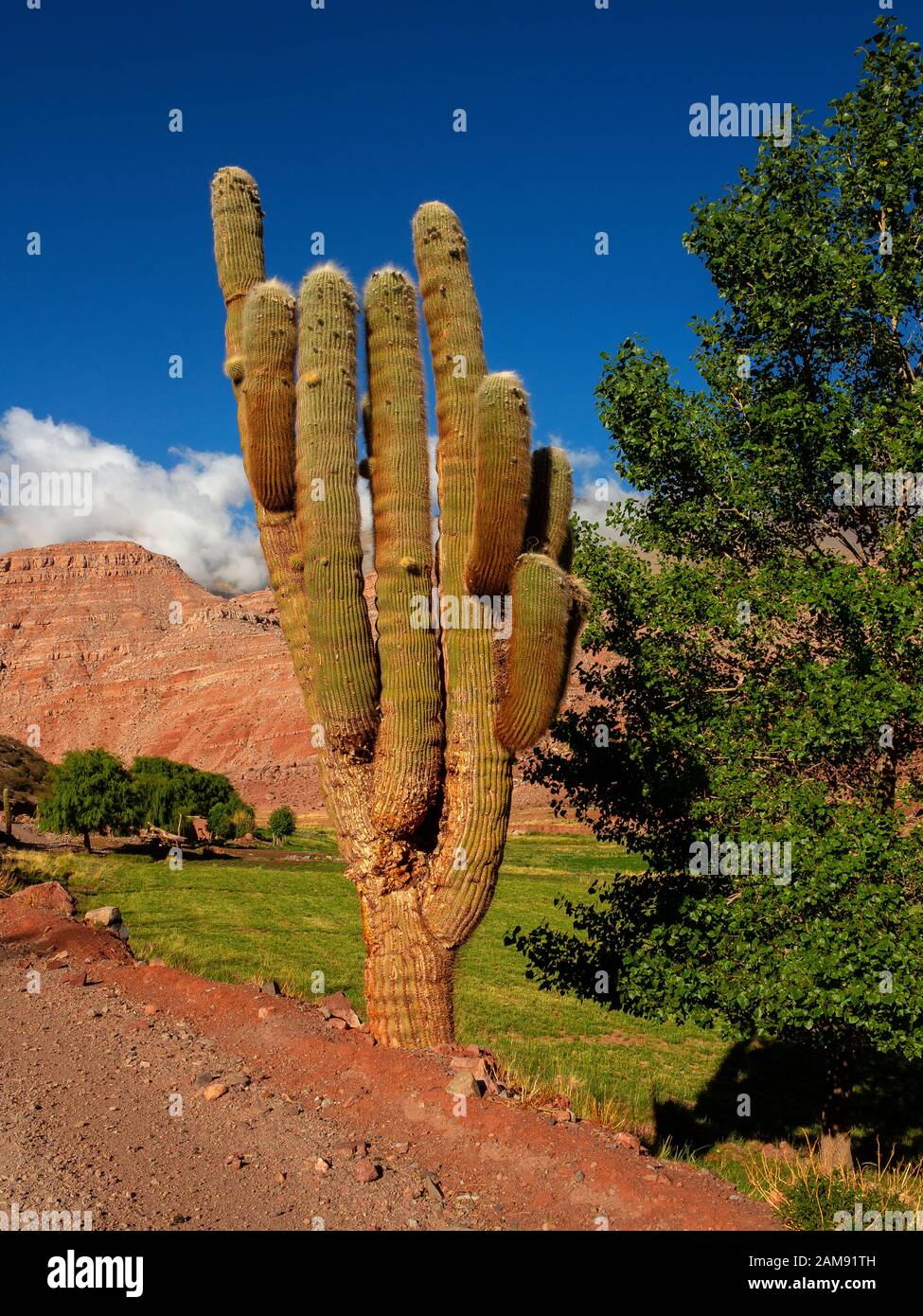 Große Kakteen direkt an der Ruta 40, die Cachi mit San Antonio de Los Cobres in der Region La Puna, Argentinien, verbindet Stockfoto