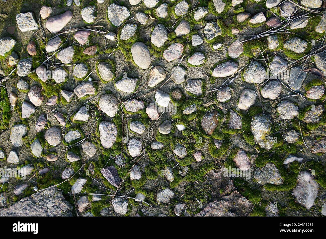 Weg der Steine in Beton und bedeckt mit Moos Stockfoto