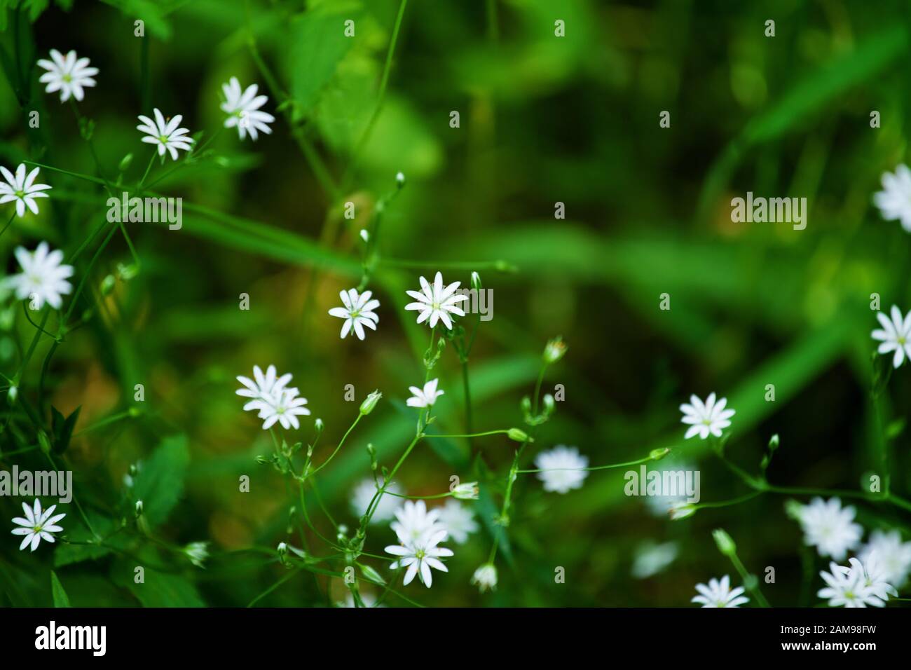 Kleine zarte weiße Blumen blühen auf unscharfem grünem Grashintergrund nah oben, kleines sanftes Gänseblümchen Weichfokusmakro, wild blühende Kamille Stockfoto