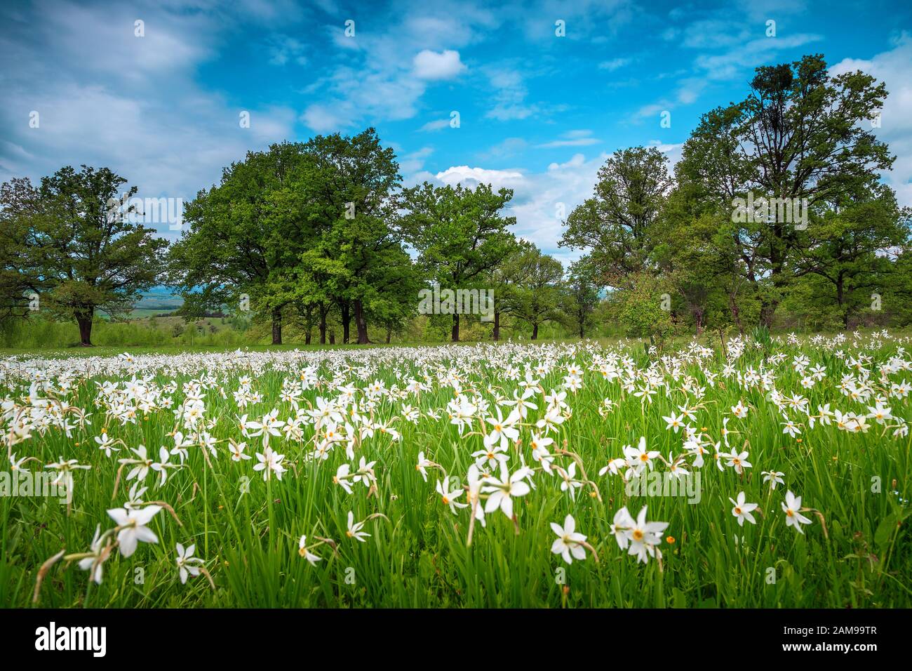 Spektakuläre blumige Glade mit weißen Narbenblüten. Auf den Wiesen blühen weiße Narzissblüten. Frühlingsblumenlandschaft in Siebenbürgen, Roma Stockfoto