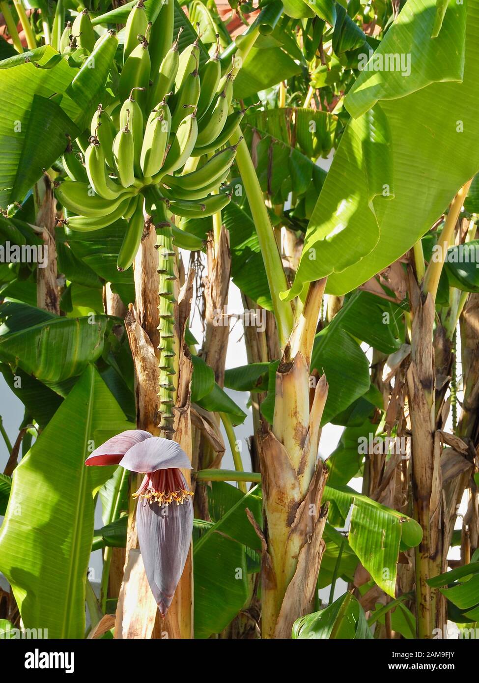 Schner blhender Bananenbaum mit Bananen und einer groen roten Blte  Stockfotografie - Alamy