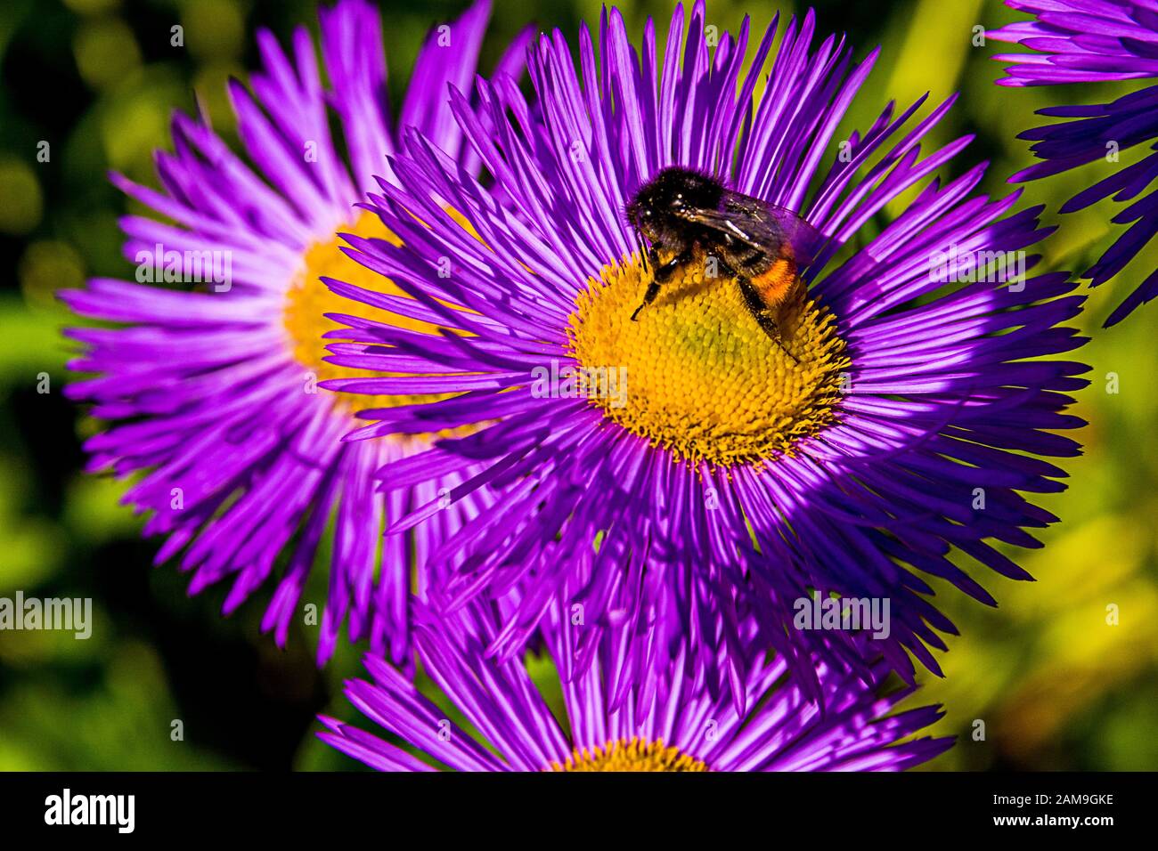 Aster mit einer Bumblebee Stockfoto