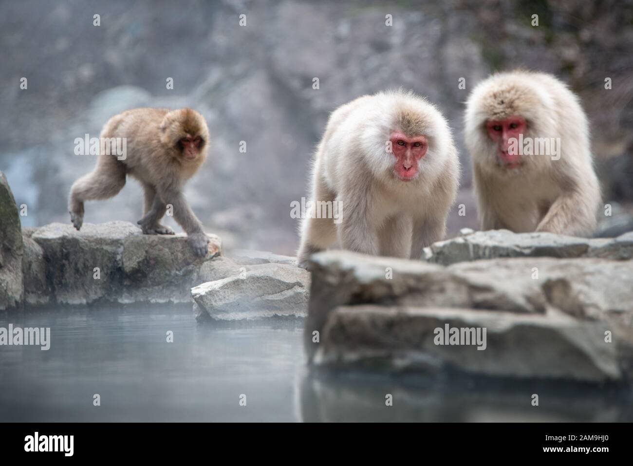 Japanische Affenfamilie Macaque, die im heißen Frühling im Schneeraffenpark Jigokudani (Means hell Valley) in Nagano Japan spielt Stockfoto