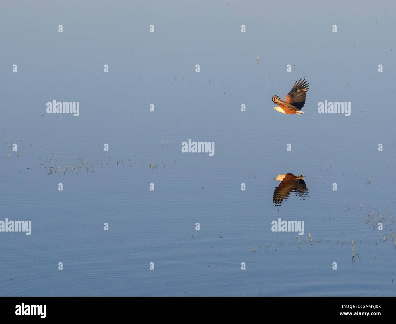 Aeiral Blick auf den Afrikanischen Fischadler, Haliaetus vocifer, im Flug, von einer Heißluftballonfahrt aus gesehen, Bushman Plains, Okavanago Delta, Botswana Stockfoto