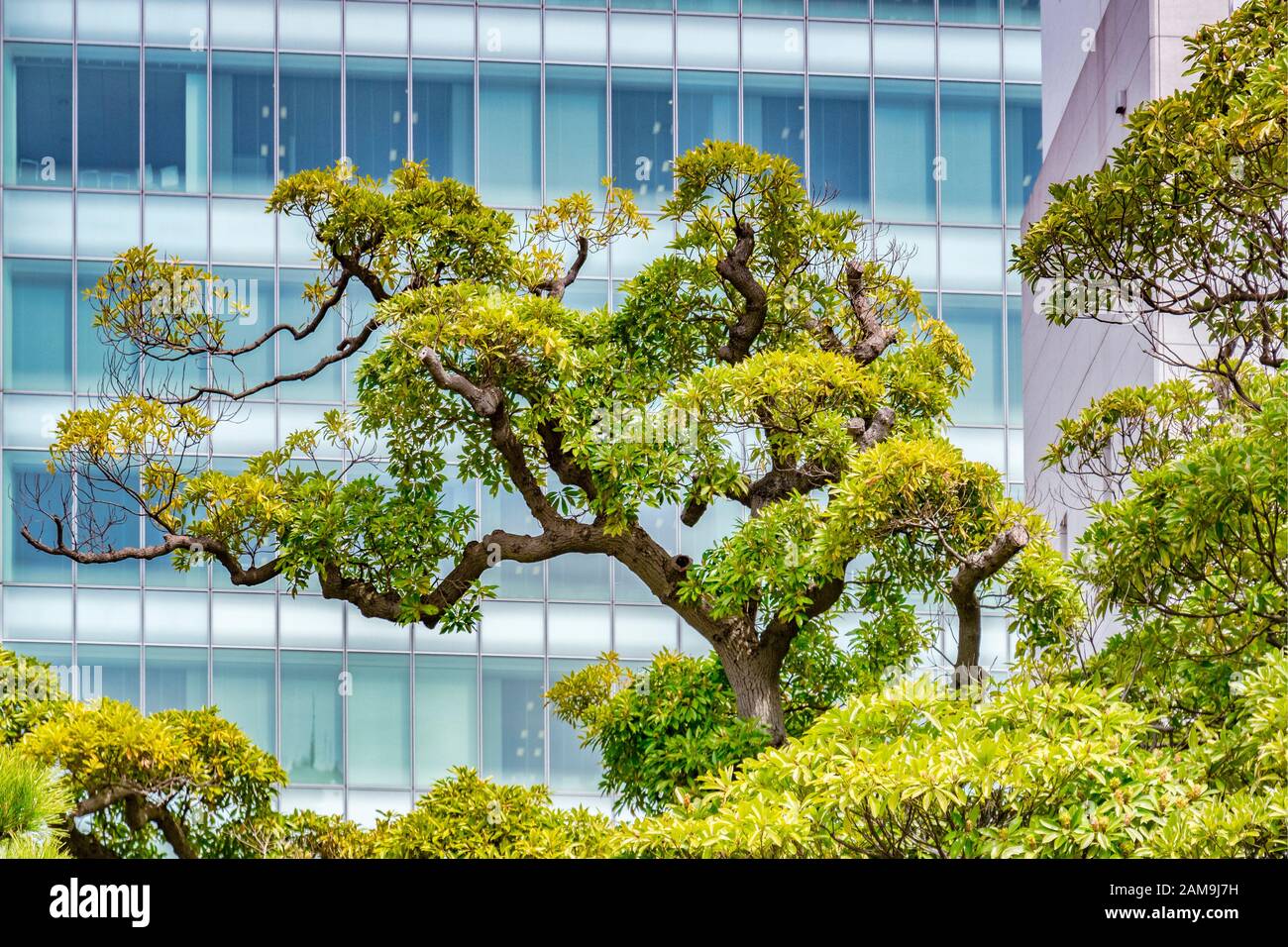 5. April 2019: Tokio, Japan - Topiarbaum im Zentrum der Stadt, dahinter ein moderm hohes Glasgebäude. Traditionelle und moderne Sehenswürdigkeiten Stockfoto