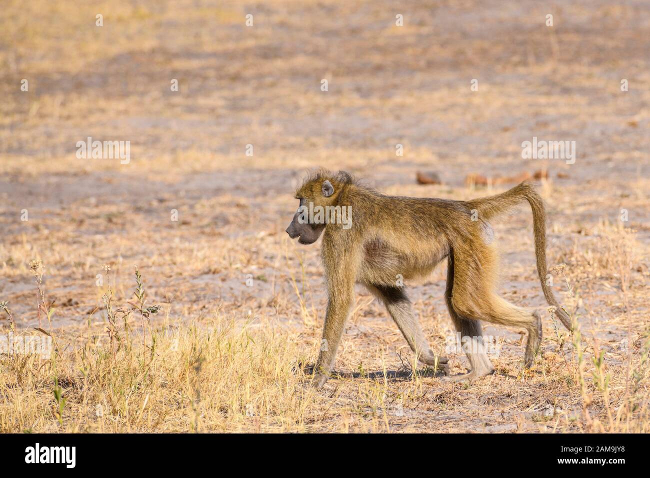Chacma Baboon, Papio ursinus, Bushman Plains, Okavanago Delta, Botswana Stockfoto