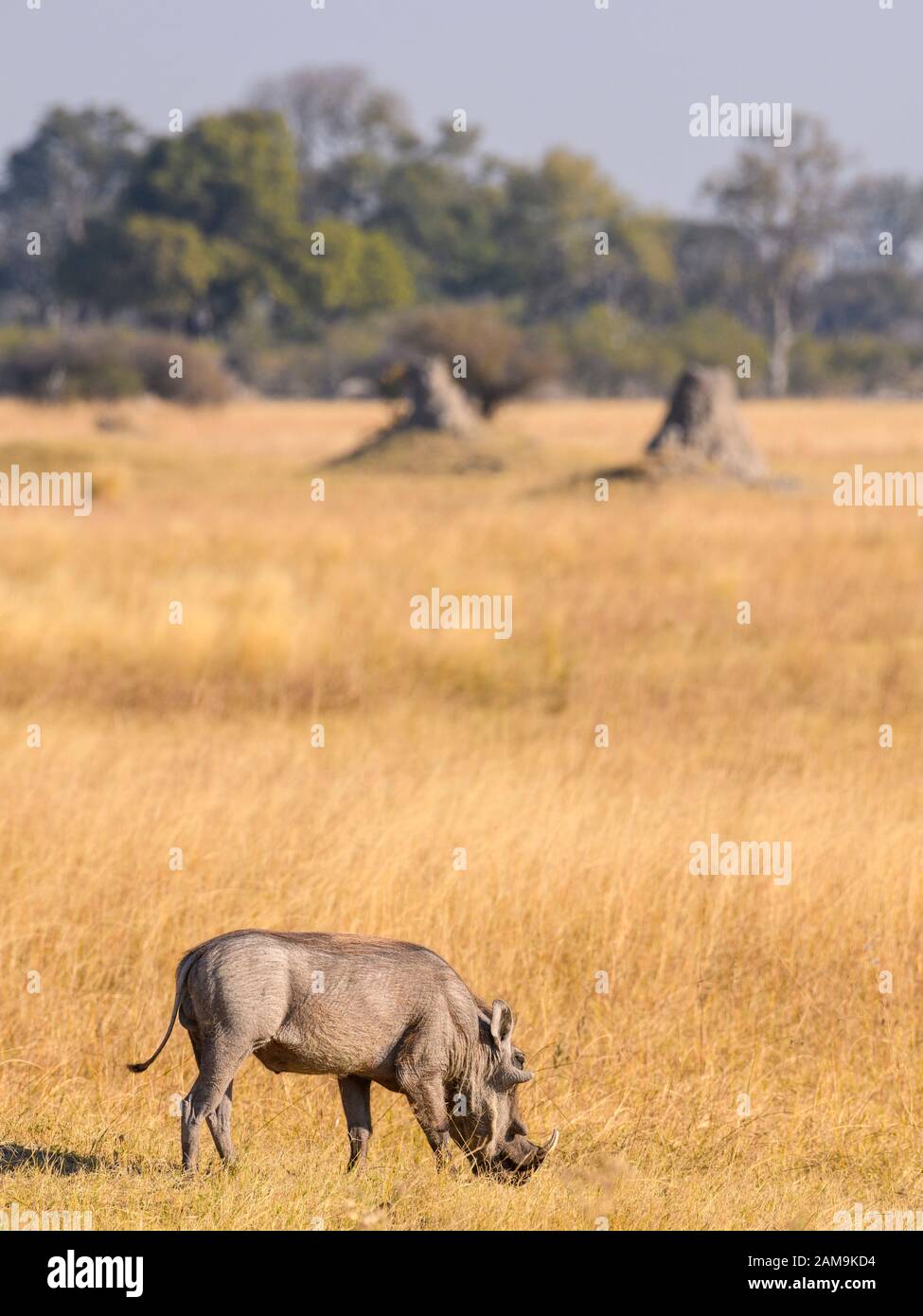 Gemeine Warthog, Phacochoerus africanus, Bushman Plains, Okavanago Delta, Botswana Stockfoto