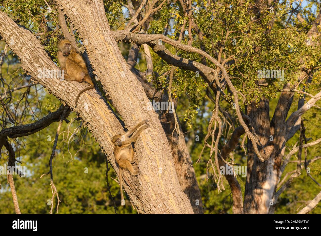 Chacma Baboon, Papio ursinus, in einem Baum, Bushman Plains, Okavanago Delta, Botswana Stockfoto