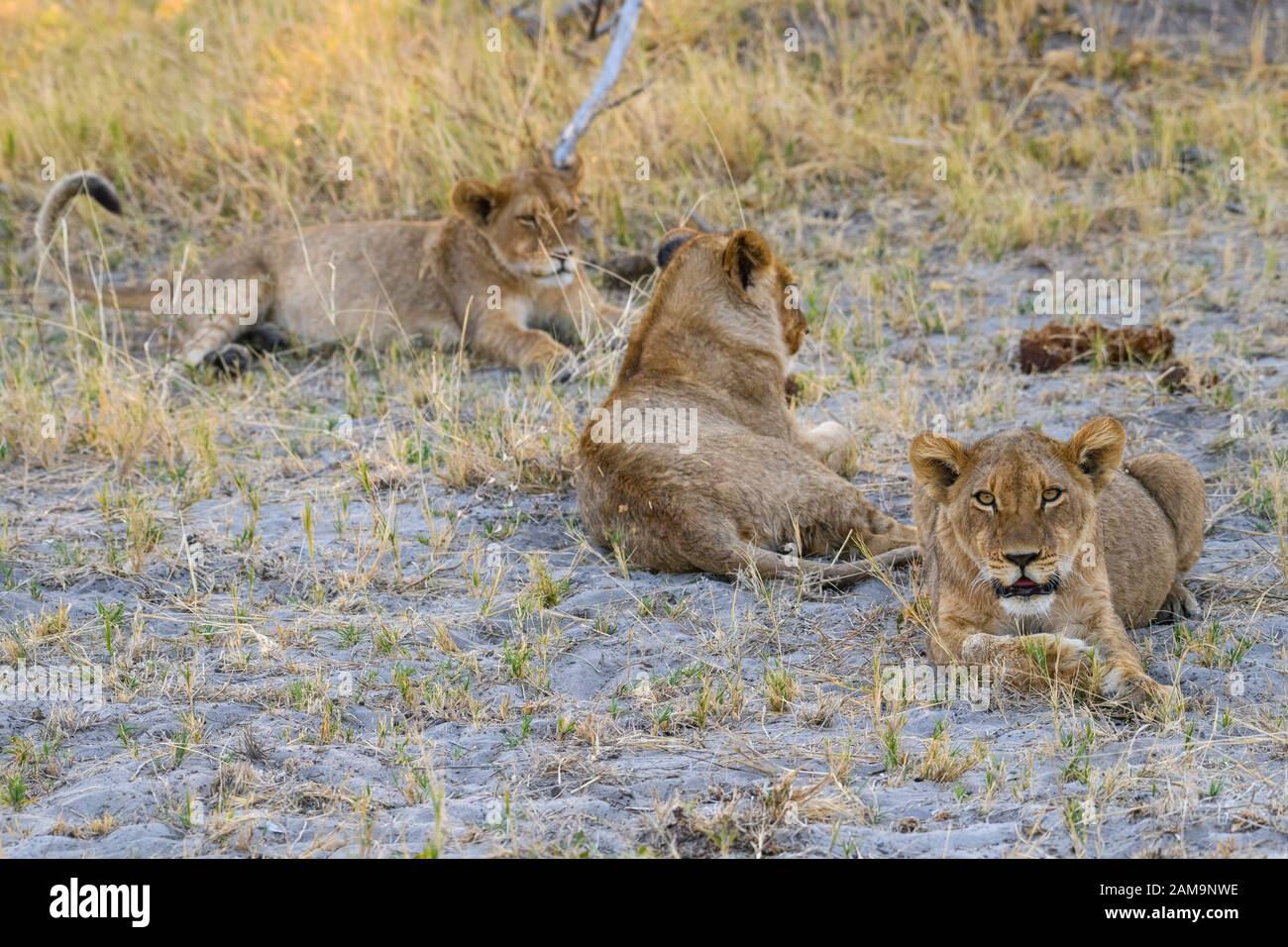 Junge Löwenkuppen (ca. 6 Monate alt), Panthera leo, Khwai Private Reserve, Okavango Delta, Botswana Stockfoto