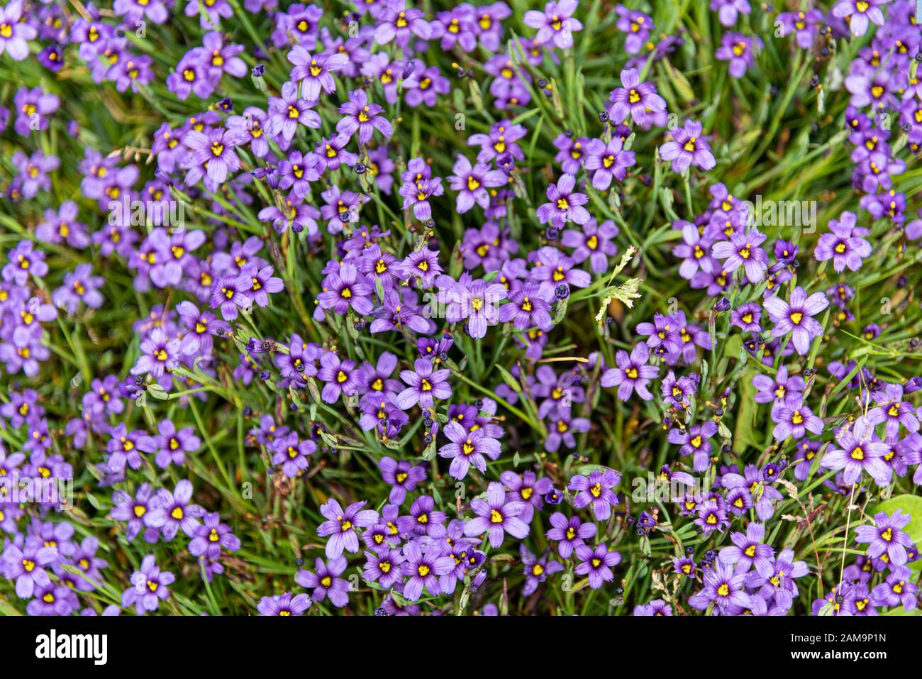 Blauäugiges Gras, Sisyrinchium, E. K. Bälle, Hybrid-Kultivar, mauve Blumen, mehrjährige Stockfoto