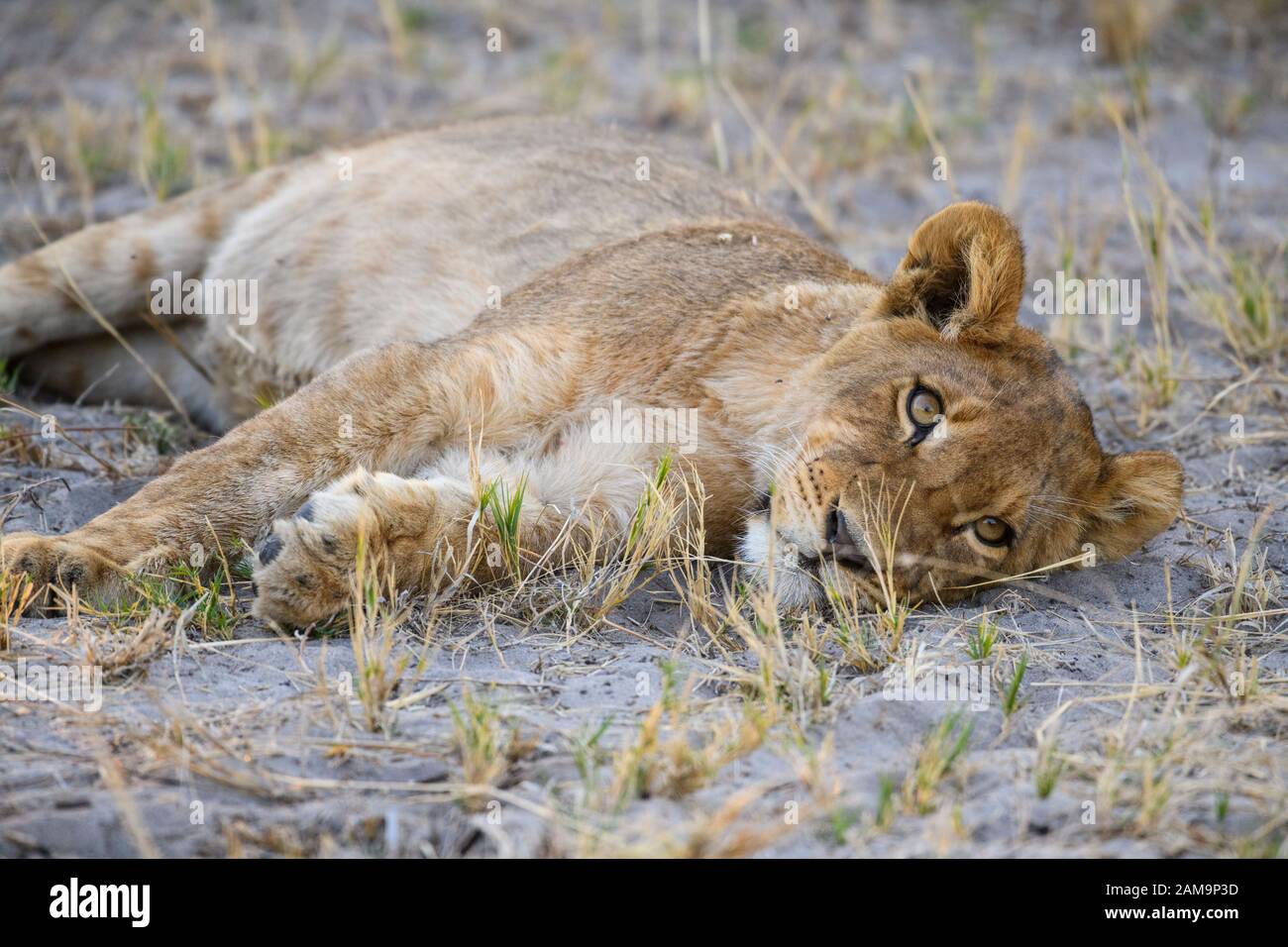 Young Lion Cub (ca. 6 Monate alt), Panthera leo, Khwai Private Reserve, Okavango Delta, Botswana Stockfoto