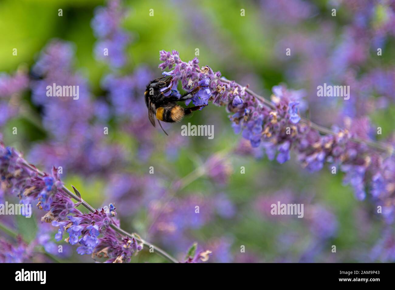 Hummelbiene/Hummeln auf Nepeta Cataria Blumen. Katnip, Katswort, Katwort, Katminze, Blumenpflanze Stockfoto