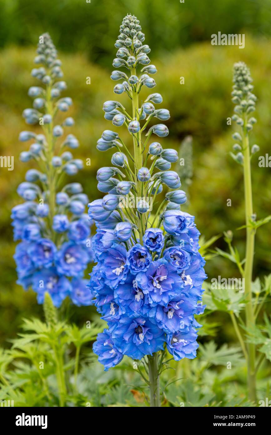Delphinium Blue Lace, Ranunculaceen, hohe Staudenhalden Stockfoto