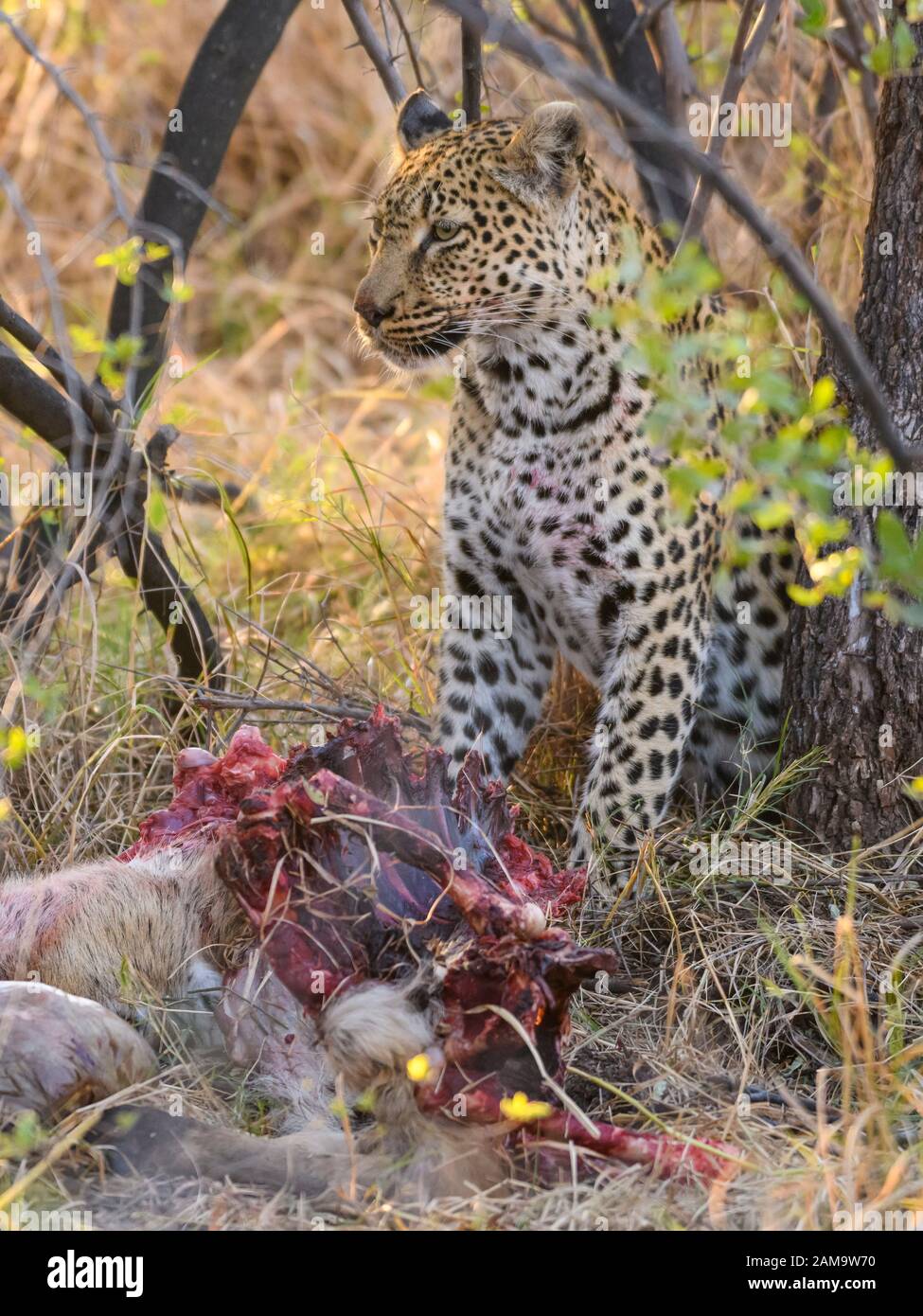 Leopard, Panthera pardus, at a Kill, Khwai Private Reserve, Okavango Delta, Botswana Stockfoto