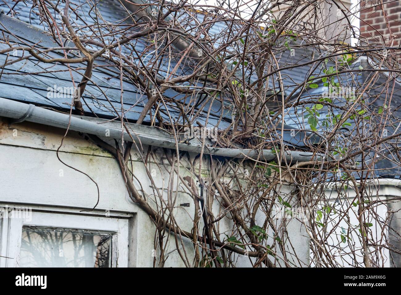Schden an der Dachrinne, die durch eine unkontrollierte Wisteria  verursacht werden, zeigen, dass eine Hauswartung erforderlich ist  Stockfotografie - Alamy