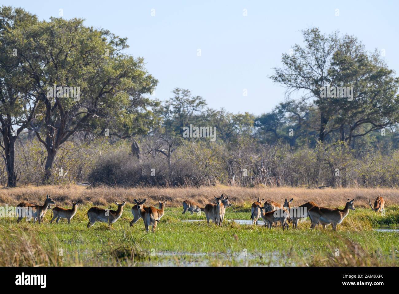 Red Lechswe, Kobus leche, Khwai Private Reserve, Okavango Delta, Botswana. Auch bekannt als Südliches Lechswe Stockfoto