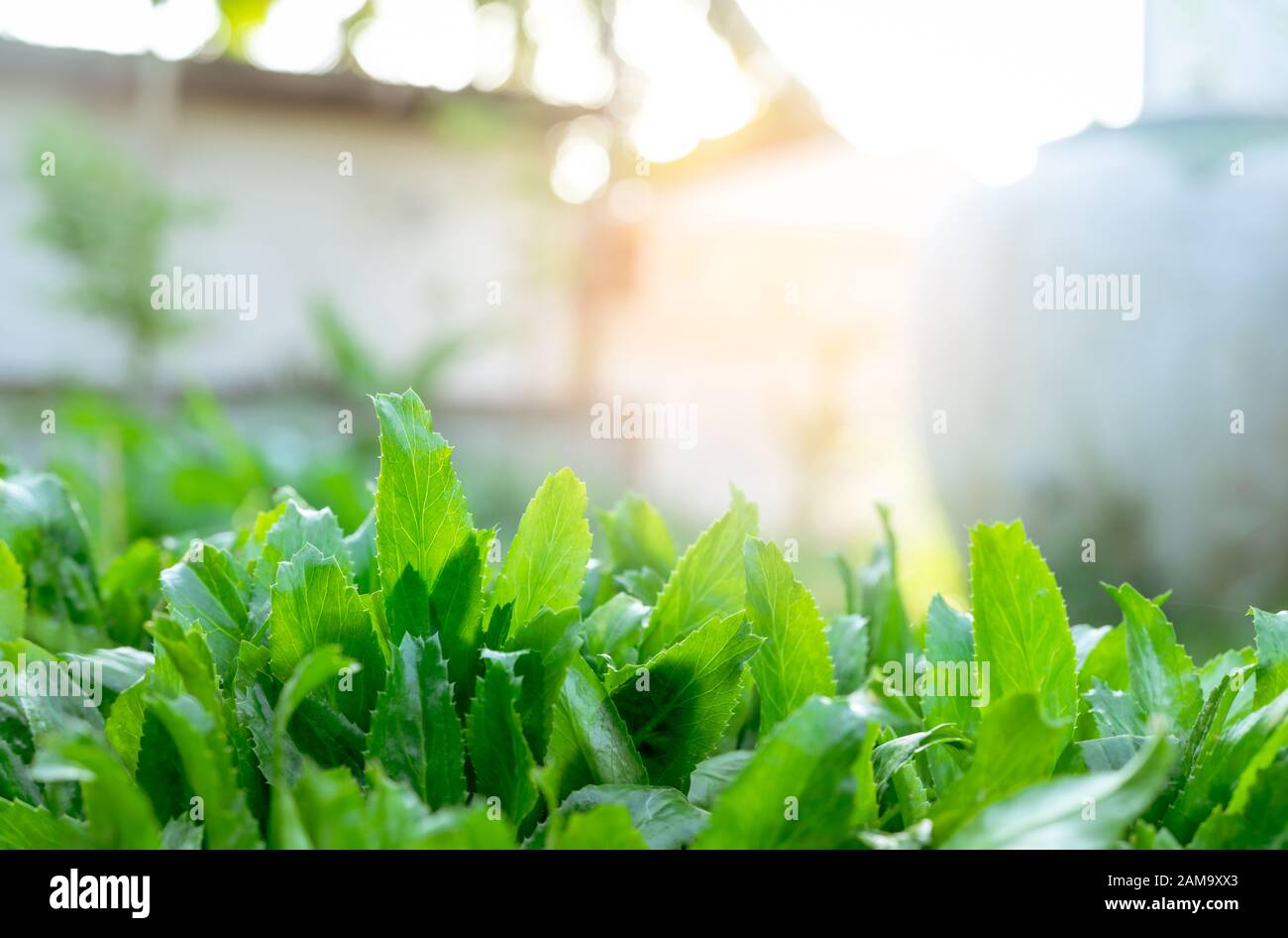Schließen Sie grüne Blätter von Kulantro (Eryngium foetidum). Gemüsegarten Culantro in Thailand. Tropisches mehrjähriges Kraut. Kulinarisches Kraut in Asien. Essbar Stockfoto