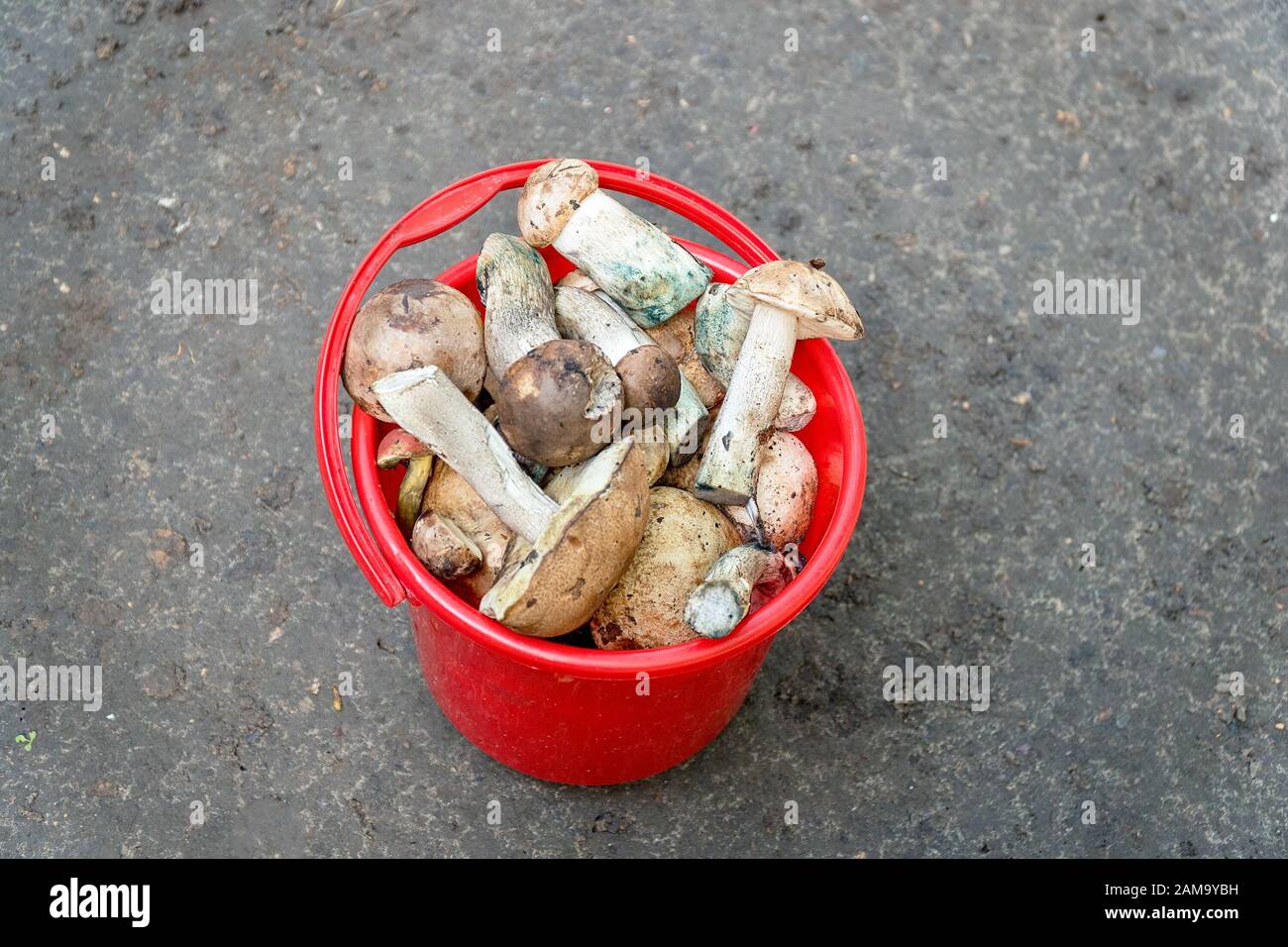 Wild Steinpilzen in einem roten Eimer. Selektiver Fokus Stockfoto