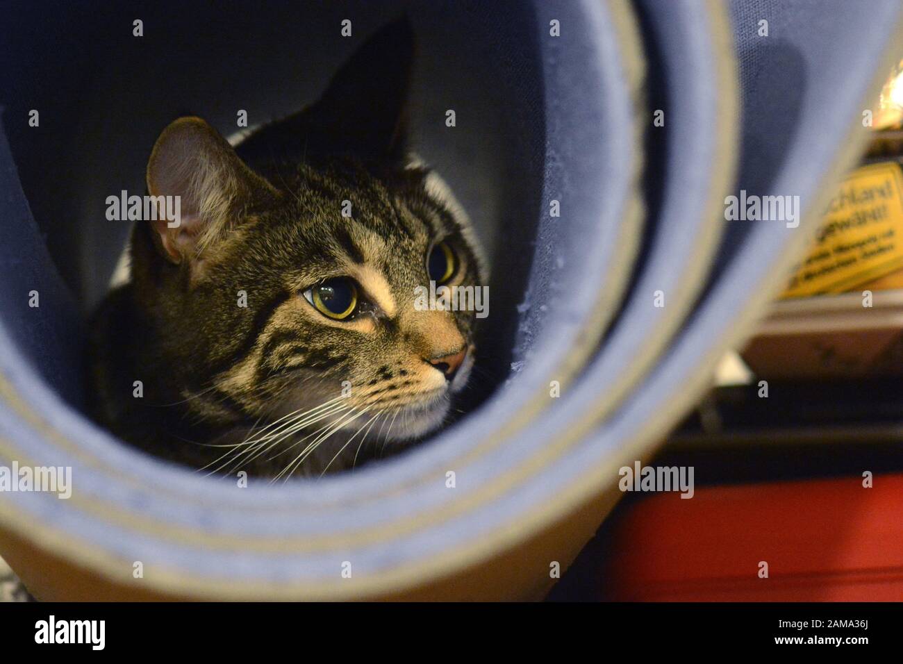 Meine süßen Bengalkatzen Stockfoto