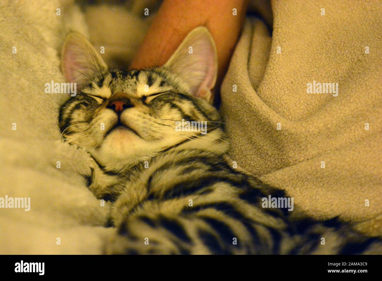 Meine süßen Bengalkatzen Stockfoto