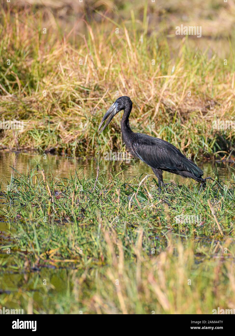 Afrikanischer Openbill, Anastomus lamelligerus, Khwai Private Reserve, Okavango Delta, Botswana Stockfoto