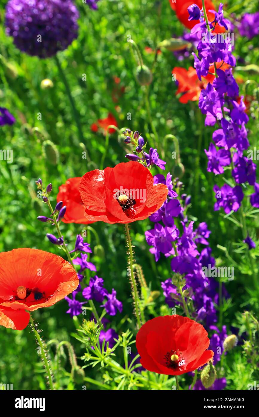 Eine schöne bunte Blumenwiese mit Mohn Stockfoto