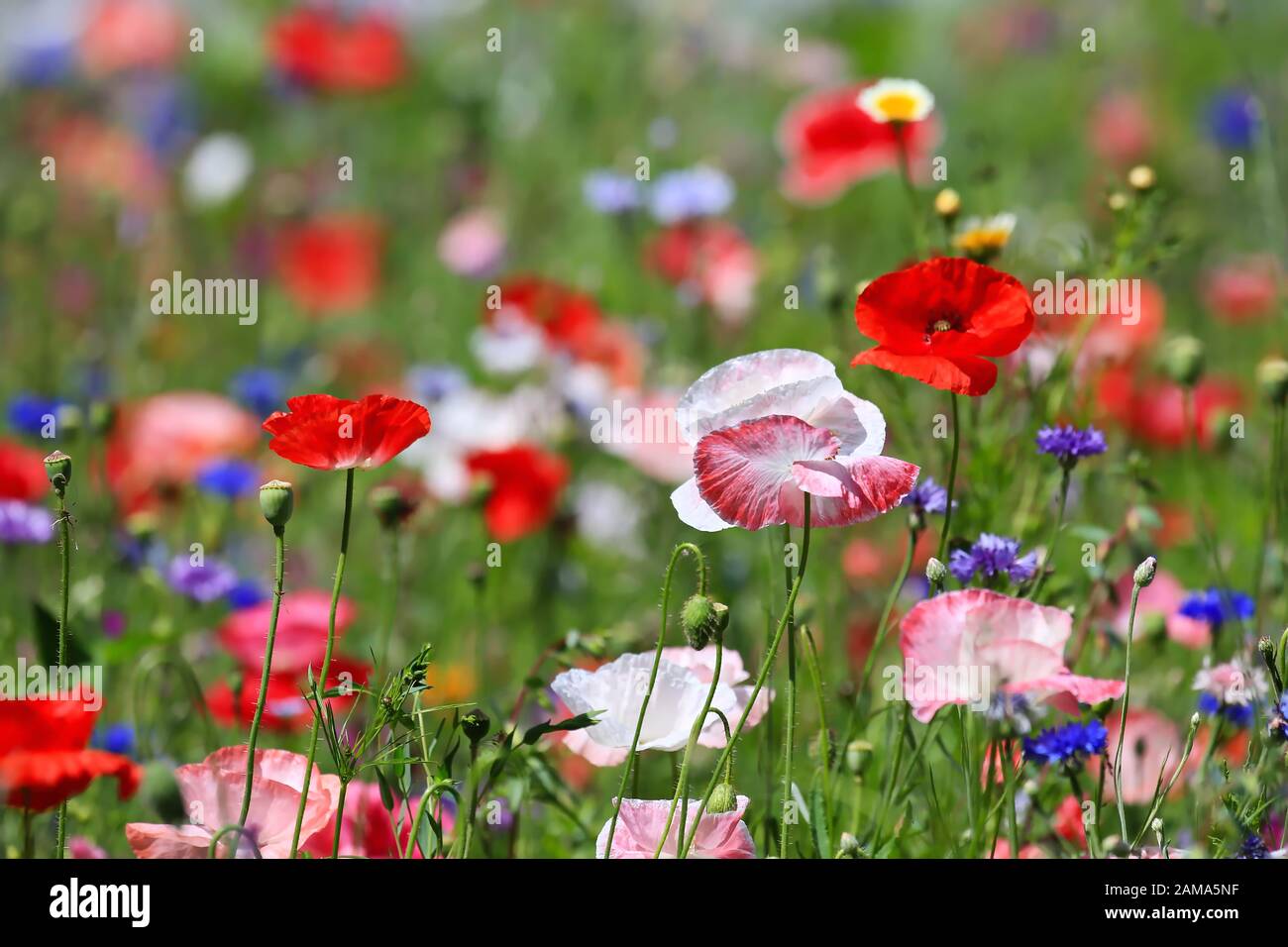 Schöne natürliche bunte Blumenwiese Stockfoto