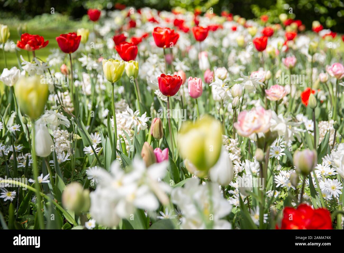 Tulpenfelder blühen im Frühjahr in den Niederlanden Stockfoto