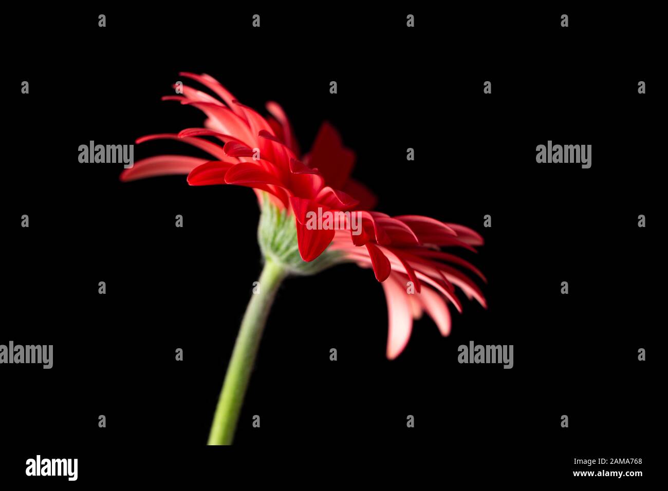 Rote Gerbera Blume auf einem schwarzen Hintergrund Stockfoto