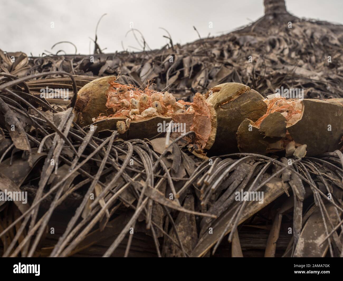 Auf dem Dach einer Afrikahütte trocknet Baobab-Obst. Baum des Glücks, Senegal. Afrika. Stockfoto