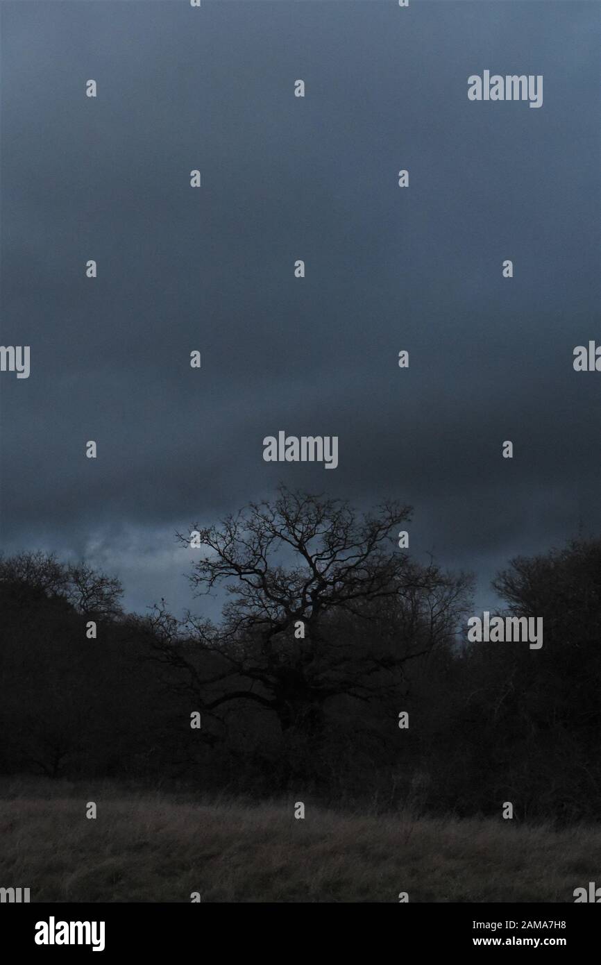 Die Bäume wurden vor einem grauen, wolkigen Himmel silhouettiert Stockfoto