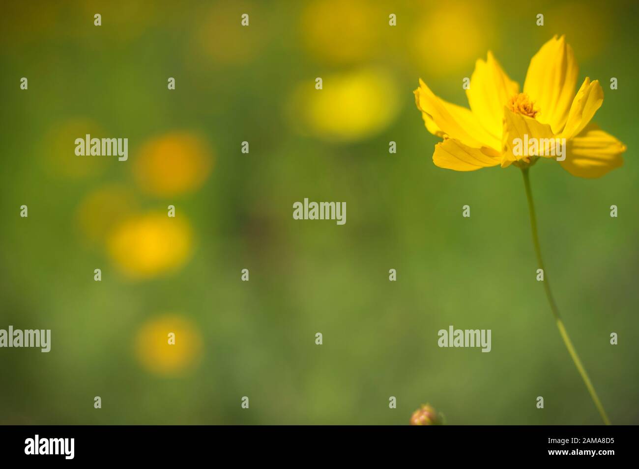 Landschaft mit Cosmos, Herbst. Gelbe Blume blühen im Feld, Vintage warmer Ton. freie und freudige Konzept Idee Hintergrund Stockfoto