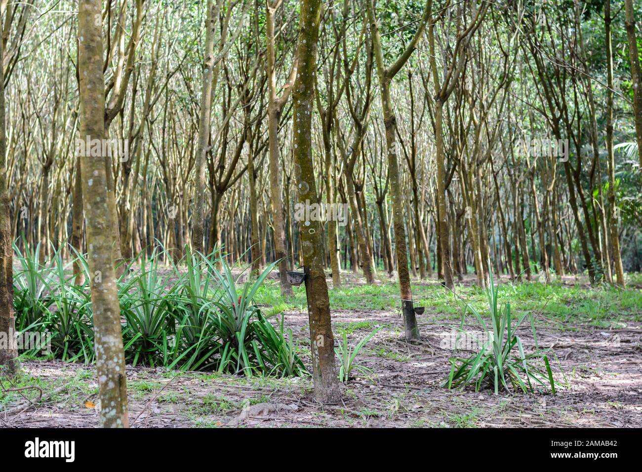 Durch Tippen auf Latex aus einem Gummibaum Stockfoto