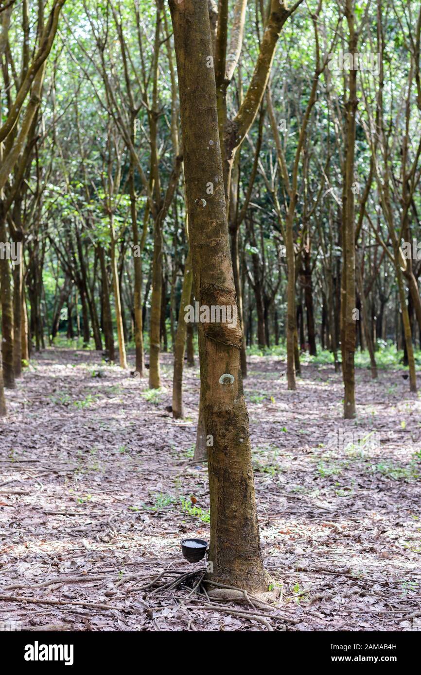 Durch Tippen auf Latex aus einem Gummibaum Stockfoto