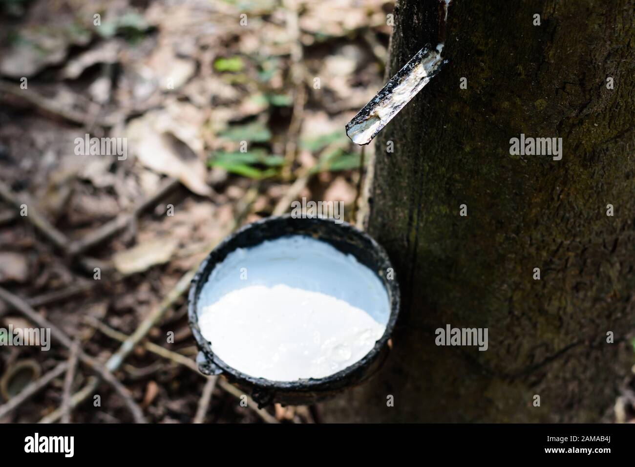 Durch Tippen auf Latex aus einem Gummibaum Stockfoto