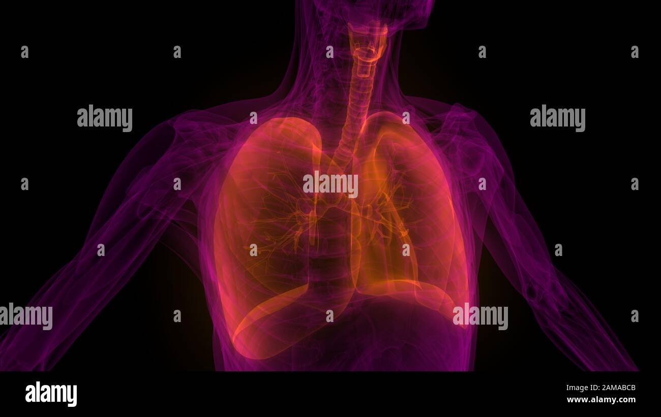 Die Lunge ist ein Teil der Anatomie des menschlichen Atmungssystems. 3D Stockfoto